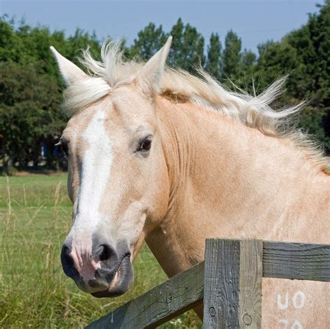 picture of a palomino|20,000+ Free Palomino Horse & Horse Images